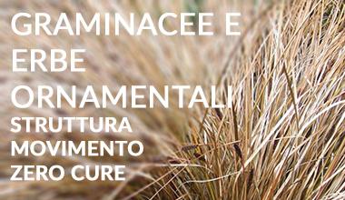 Graminacee Ornamentali