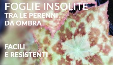 Piante da Ombra