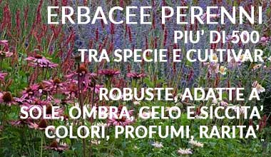 Vendita Piante Perenni