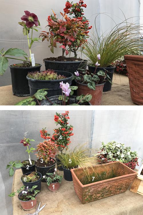 Composizioni in vaso