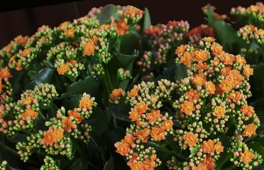 Kalanchoe blossfeldiana 