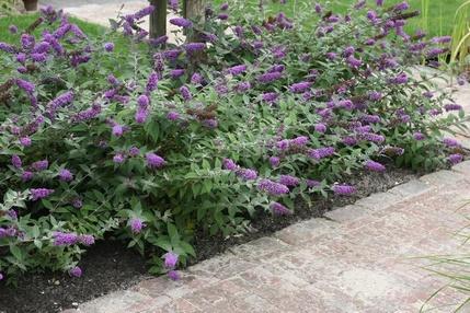 Buddleja 'Blue Chip'