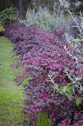 Loropetalum chinense var. 'rubrum Fire Dance' 