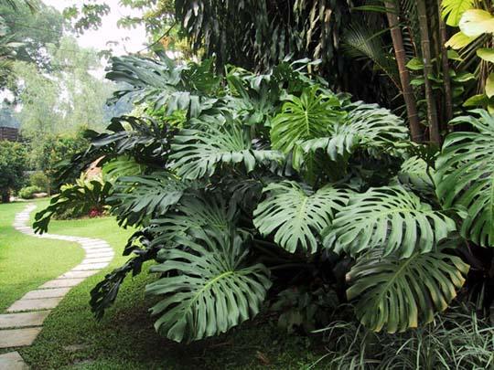 Monstera deliciosa