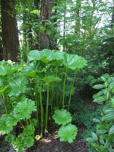 Podophyllum pleianthum 
