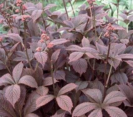 Rodgersia 'Chocolate Wings'