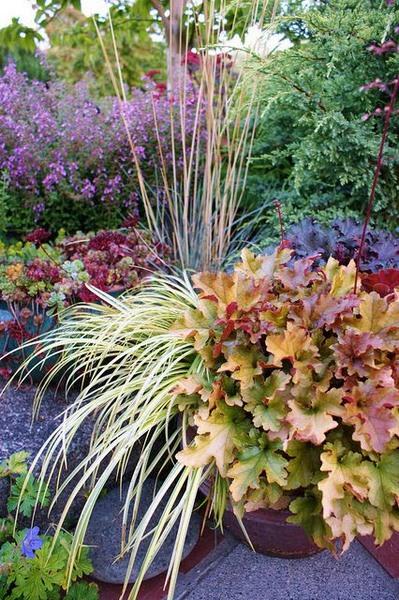 acorus-gramineus_00004