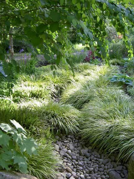 acorus-gramineus_00005