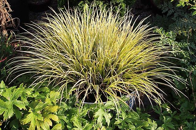 acorus-gramineus_00008