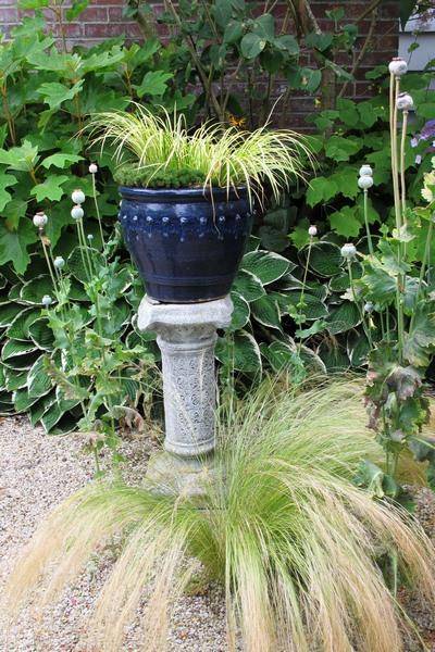 acorus-gramineus_00009