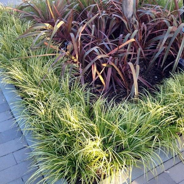 acorus-gramineus_00013