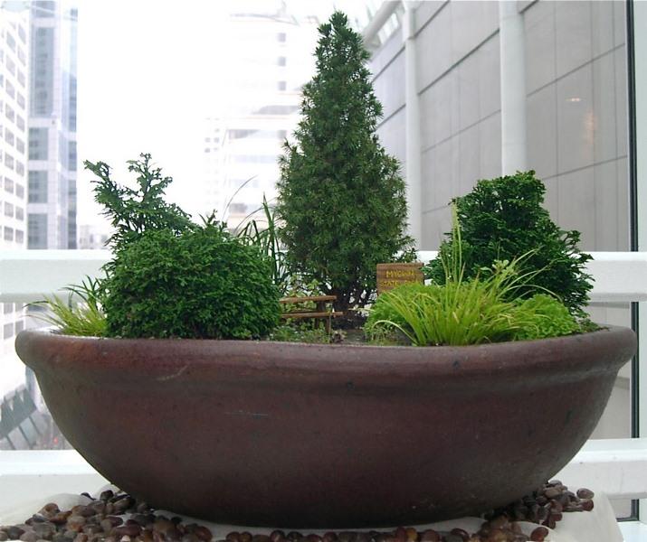 acorus-gramineus_00020