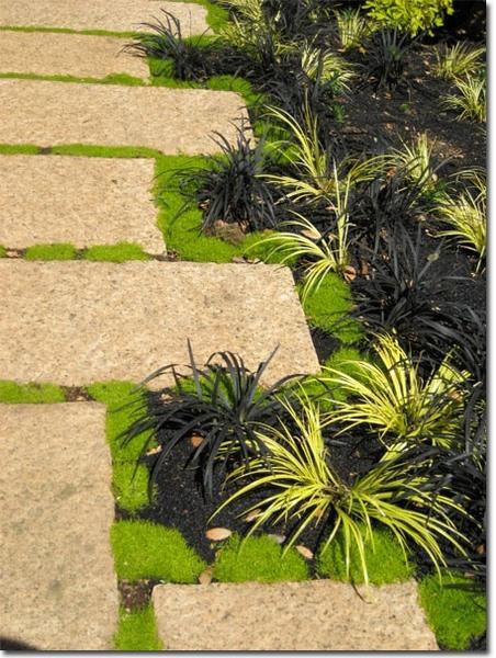 acorus-gramineus_00021