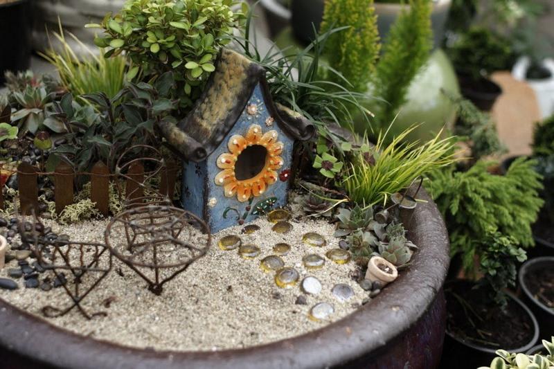 acorus-gramineus_00022