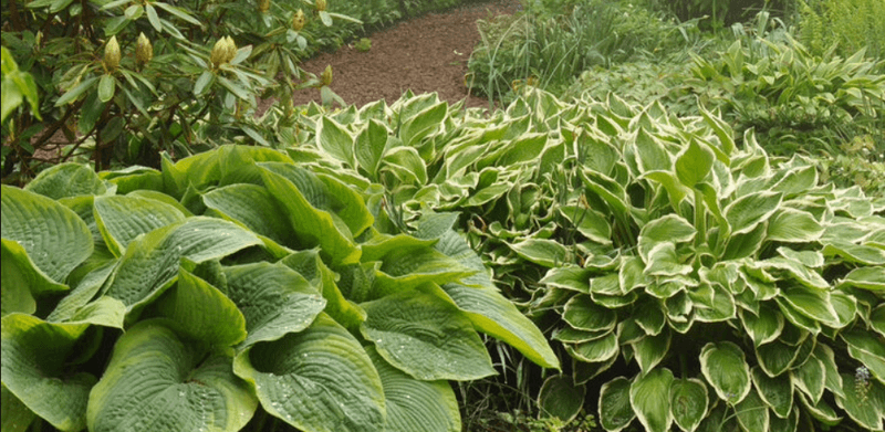 progettazione-creazione-giardini_00018