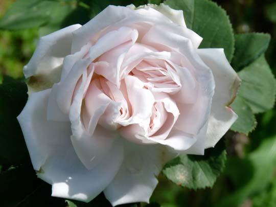 Rosa 'Alba Suaveolens'