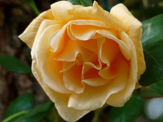 Rosa ‘Lady Hillingdon’