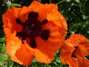 Papaver orientalis