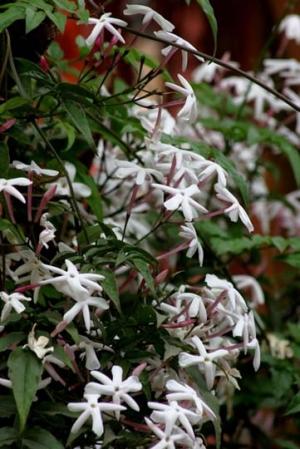 Jasminum polyanthum