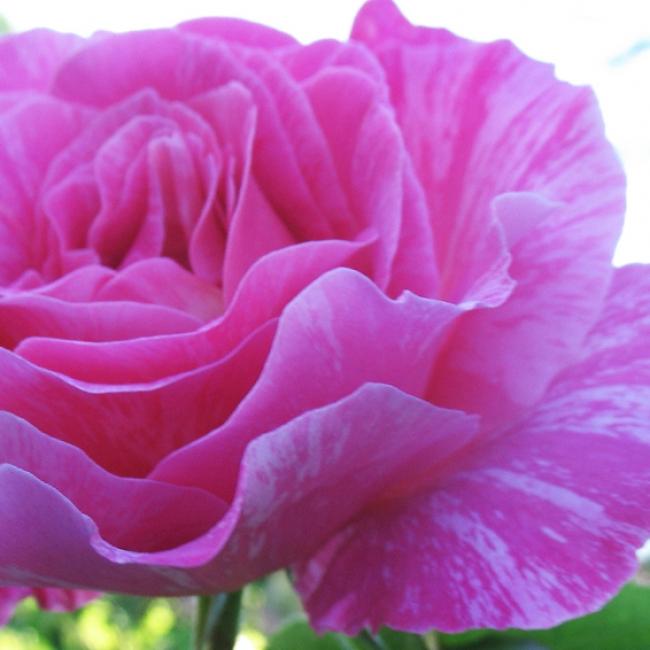Rosa 'Candy Stripe'