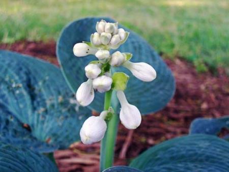 Hosta a foglia 'Blu'