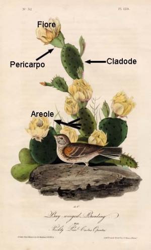 Opuntia: com'è fatta