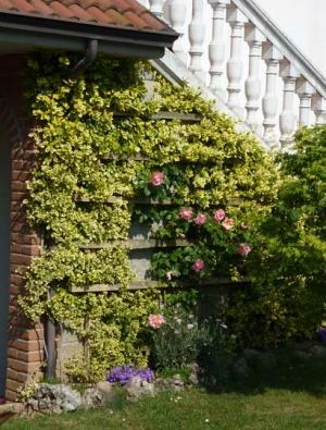 Euonymus 'Emerald'n Gold'
