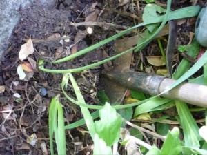 Estrazione degli iris con la vanga