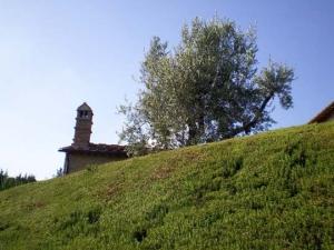 Rosmarino, siepe a forma geometrica