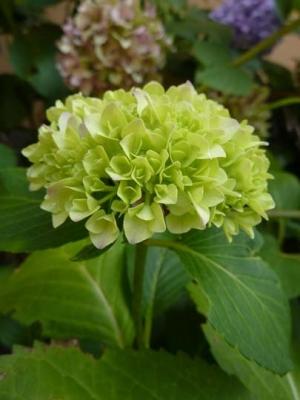 Bocciolo verde di Hydrangea macrophylla