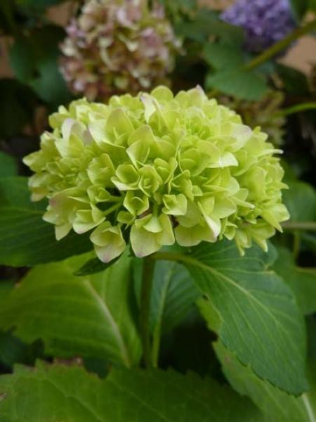 Bocciolo verde di Hydrangea macrophylla