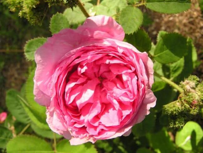 Rosa centifolia 'Chapeau de Napoleon'