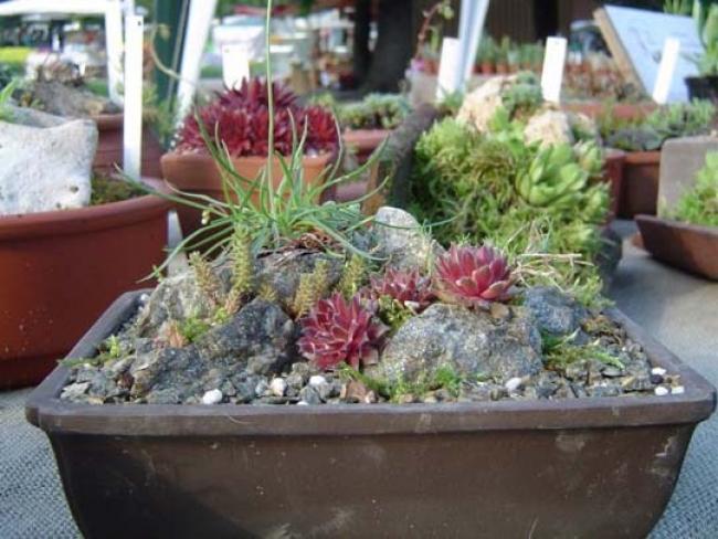 Piccoli giardini rocciosi