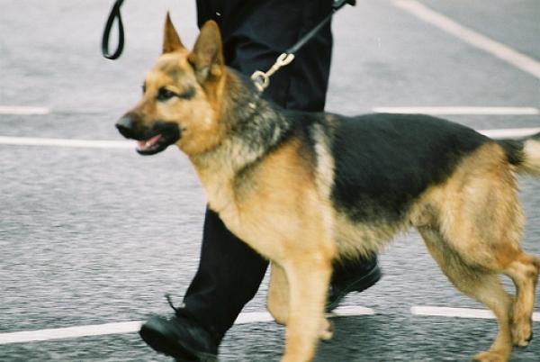 Cani per la diagnosi precoce del punteruolo rosso