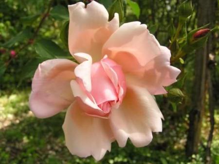 Rosa rampicante 'Albertine'