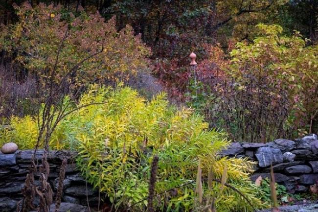 Foglie dorate autunnali