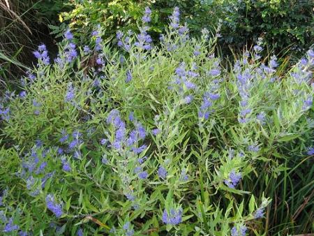 Caryopteris cladonensis
