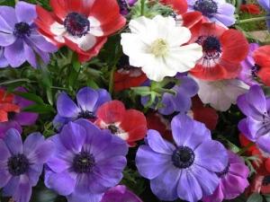 I miei Anemone coronaria