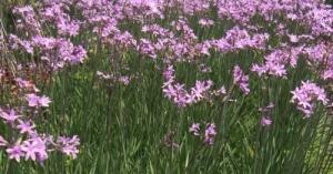 Tulbaghia violacea: pianta antizanzare