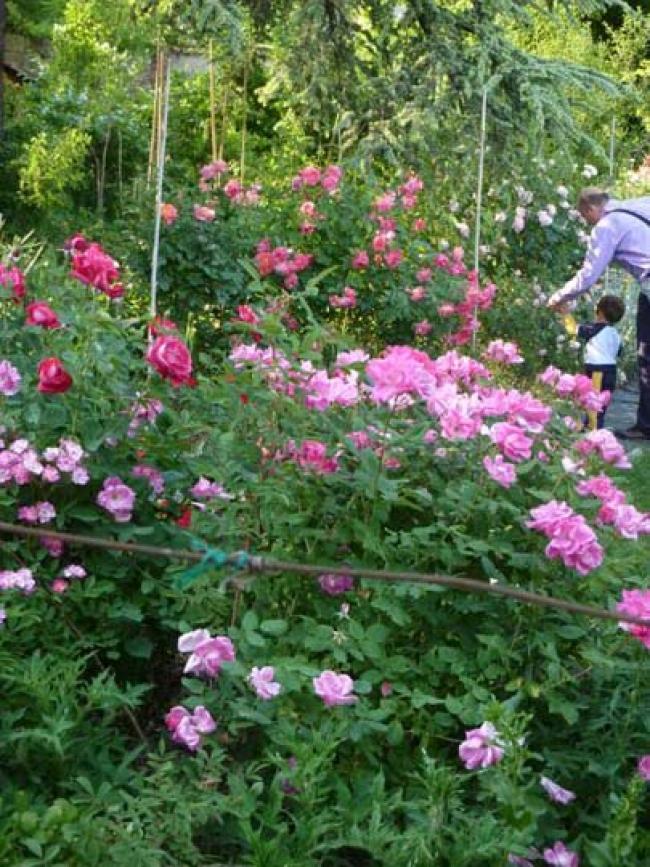 La mia famiglia con le mie rose