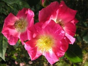 Rosa 'American Pillar'