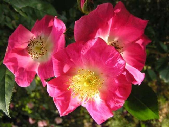 Rosa 'American Pillar'