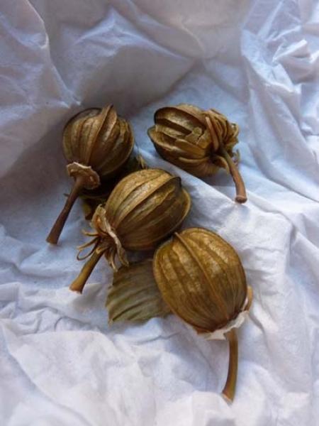   Teste secche contenenti i semi di Hibiscus moscheutos