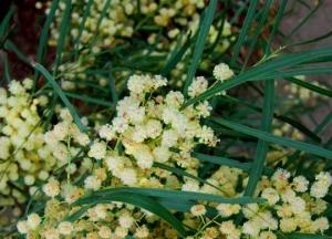 Acacia retinodes o‭ ''‬mimosa delle‭ ‬4‭ ‬stagioni‭''