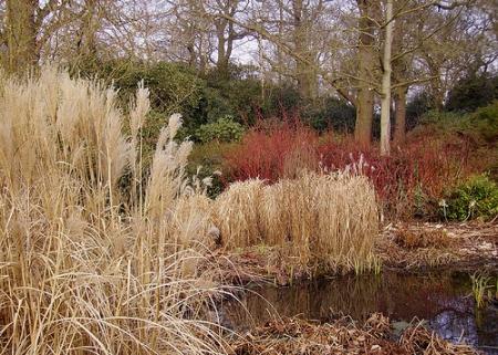 Graminacee, sempreverdi e cornus in un giardino d’inverno