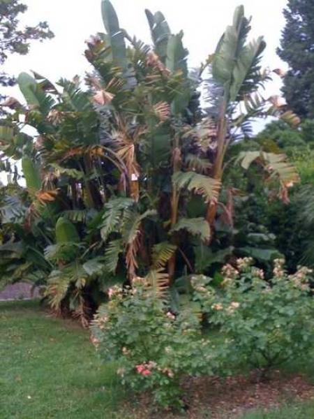 Visione d'insieme di Strelitzia nicolai