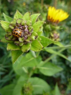 Coccinella su Inula helenium in genere soggetto -come i carciofi o i cardi- agli afidi