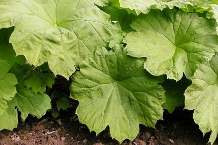 Astilboides tabularis o Rodgersia tabularis