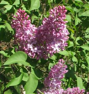 Lillà (Syringa vulgaris)