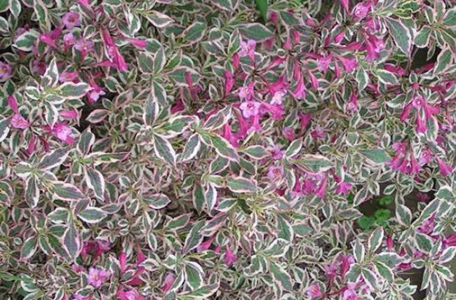 Weigela florida ‘Monet’